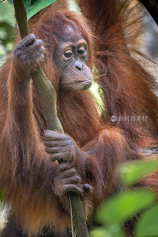 幼年苏门答腊猩猩Pongo abelii的肖像